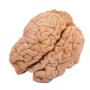 Телешки Мозък